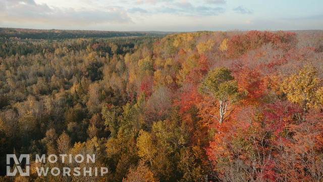 Autumn River Tree Tops