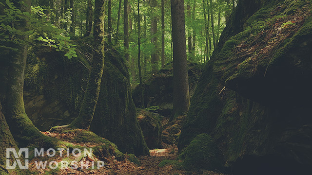 Deep Forest Boulders