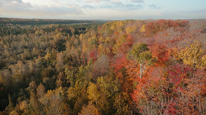 Autumn River Tree Tops