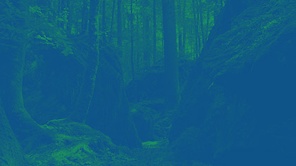 Deep Forest Boulders Blue Mint