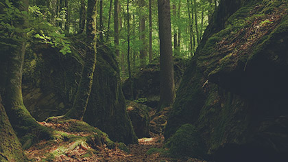 Deep Forest Boulders