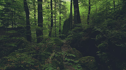 Deep Forest Dense Woods