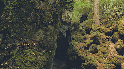 Deep Forest Mossy Boulders