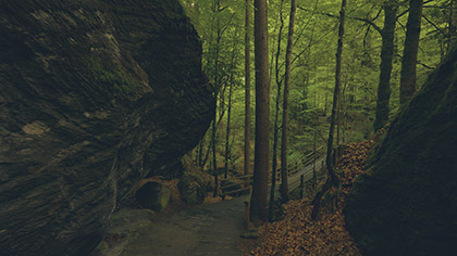 Deep Forest Pathway