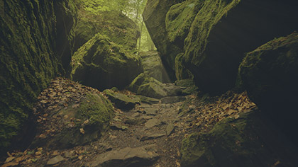 Deep Forest Rocky Ravine