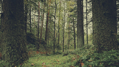 Deep Forest Woodland Floor