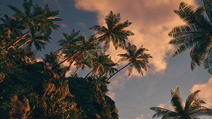 Tropical Cliffside Palms